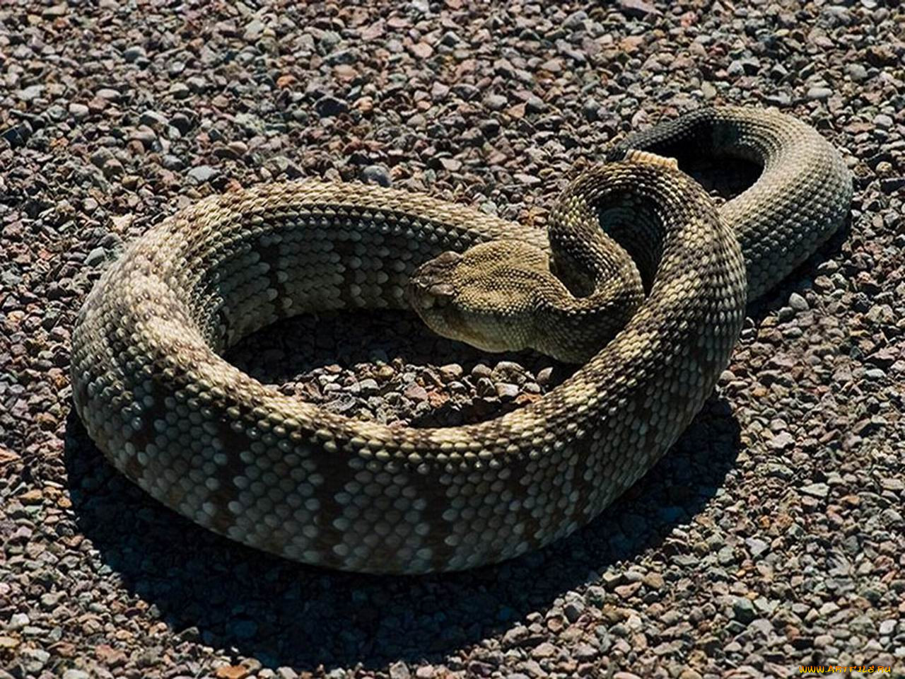 К чему снится много кусающих змей. Приснилась гремучая змея. Змеи в различных культурах.